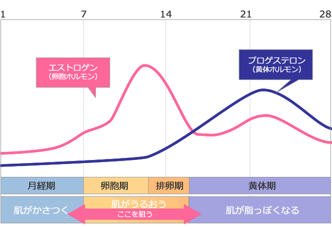 肌のサイクル