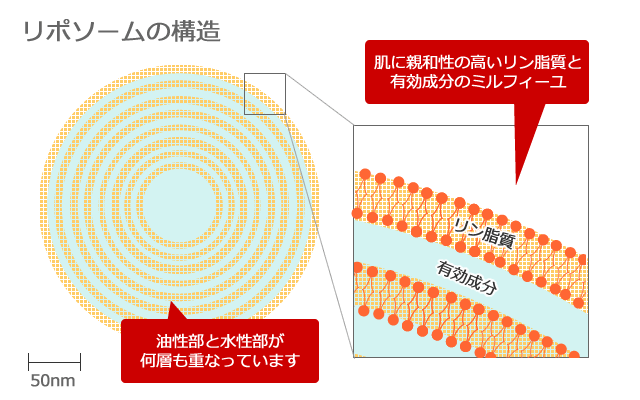 リポソームの構造