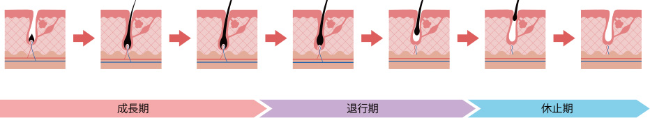 生え変わり毛周期イメージ